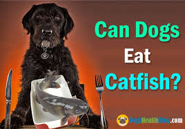 Maybe you would like to learn more about one of these? Can Dogs Eat Catfish Is Catfish Good For Dogs Dog S Health