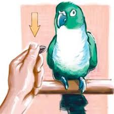 Bird And Pet Clinic Of Roseville Reviews Get Your Pet Bird Dancing By Teaching It The Head Bob Pet Birds Pet Bird African Grey Parrot