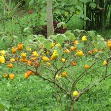 Image result for Solanum mammosum