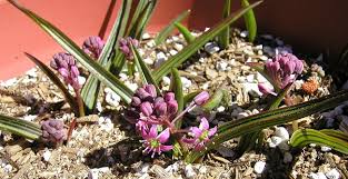 Image result for Ledebouria revoluta