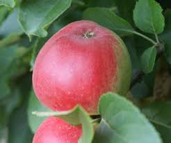 Enjoy the fruit from apple trees for fresh eating; Scarlet Pimpernel Apple Fruit Trees For Sale Order Online