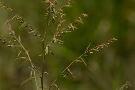 Image result for Phyllanthus pentandrus