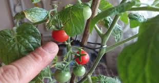 Bu sebzeleri salata malzemesi olarak saksıda. Evde Saksida Domates Yetistirmek Bilgi Doktoru