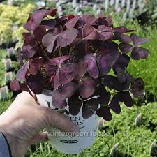 Image result for Oxalis purpurascens