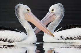 Pels may let lonzo leave in fa. Pelican Backyard Buddies