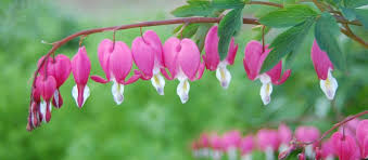 Flower symbolism in different cultures and history. 10 Romantic Flowers And Their Meanings Carousel Gardens Nursery