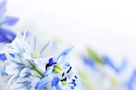 Flower pink flowers beautiful flower desktop wallpaper hd free. Beautiful Lovely Flowers Free Stock Photos Download 15 106 Free Stock Photos For Commercial Use Format Hd High Resolution Jpg Images