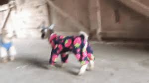 Explore and share the best catjam gifs and most popular animated gifs here on giphy. Cute Pajamas Gifs Get The Best Gif On Giphy