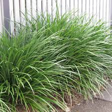 We did not find results for: Liriope Evergreen Giant