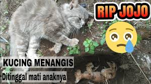 Maybe you would like to learn more about one of these? Kucing Menangis Ditinggal Mati Anaknya Youtube