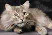 Norwegian Forest Cat Kittens for Sale - Adoptapet