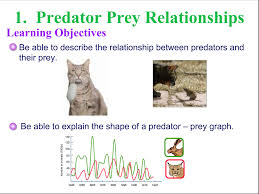 Predator Prey And Carrying Capacity Google Slides Prey Learning Objectives Predator
