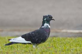 I've read in this forum that white x black will probably produce a one white/one black offspring. Dove Vs Pigeon What S The Difference
