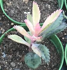 Varigated Kalanchoe Pink Butterflies Varigated Pink Mother Of Thousands Varigated Houghton S Hybrid Live Succulent Plant Succulents Planting Succulents Plants