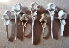 7 Deer Goat Dog Coyote Backbone Vertebrae Vertebra Real Vintage Objects Animal Bones Altered Art