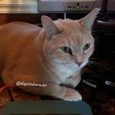 pin on catfood
