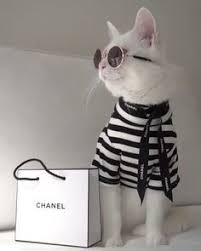 Poshmark.com has been visited by 100k+ users in the past month 24 Gucci Cat Ideas In 2021 Cute Cats Cats And Kittens Cute Animals