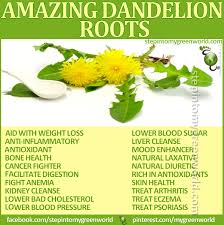 I prefer to make my own teas, rather than use tea bags, as it's more economical, eco friendly, and i find healthier, as tea. 19 Best Dandelion Root Tea Ideas Dandelion Root Tea Dandelion Root Dandelion