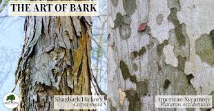 Image result for tree bark