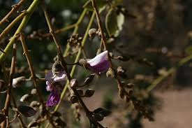 Image result for Philenoptera bussei