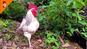 It's just to give you an idea of the stages of development in chicks. Rooster Crowing In The Morning Sussex Rooster Crowing Roosters Chickens Videos Animal Videos Youtube