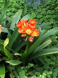 Spring is when the plants main energy is spent on flowers and seeds. Clivia Miniata Belgian Hybrid Bush Lily Kaffir Lily Polyplants