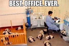 Picture memes ctxn9ijy7 by kiwibob: Best Office Ever Very Funny Pics
