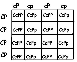 This punnett square shows a cross between two heterozygotes, bb. 2factor