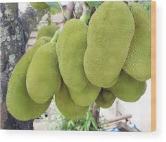 Image result for Artocarpus heterophyllus