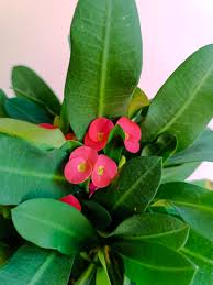 Image result for Euphorbia eylesii