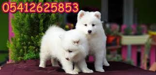 Samoyed Yavru Fiyati Samoyed
