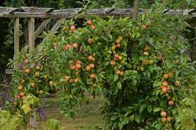 Wir zeigen dir, welche variationen es gibt und wie groß die obstbäume werden. Ein Obstbaum Fur Den Kleinen Garten Reiche Ernte Auch Bei Wenig Platz