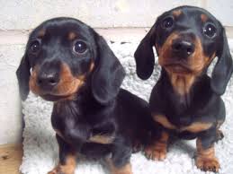 Join millions of people using oodle to find puppies for adoption, dog and puppy listings, and other pets for sale i have longhair american kc registered miniature dachshund left from my litter of. Miniature Dachshund Puppies For Sale Manilla In 267841