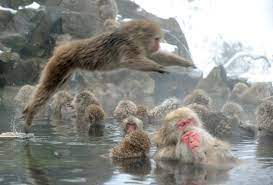 These Monkeys Are Having The Best Spa Day Ever Snow Monkey Japanese Macaque Jigokudani Monkey Park
