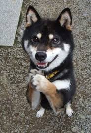 Black And Tan Shiba Inu For Sale 27 Reasons Shibas Are The Best Dogs Ever Funny Animals Cute Animals Funny Animal Pictures
