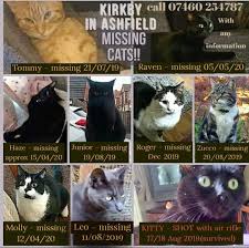 Or, what do you call a group of kittens? Simon P And The Fluffy Suffolk Rescue Cats Simon32952 Twitter