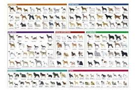 dog breeds identification poster 24inx36in poster dogs