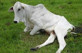 Indea conclui cerco contra a raiva animal em fazendas de Dom Aquino e Rondon&oacute;polis | Cliquef5 - Noticias de Primavera do Leste e Campo Verde