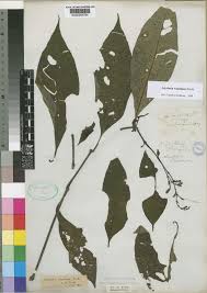 Image result for Asystasia vogeliana