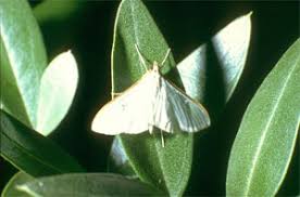La mouche de l'olivier est un insecte colonisateur car il pique l'olive lorsqu'elle est formée puis pond des œufs. Parasites De L Olivier Comment Lutter