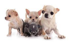 If you have a blue chihuahua or are thinking of getting one, read more about color dilution alopecia on my chihuahua health page. The Cost Of Chihuahua Puppies Adult Dogs With Calculator Petbudget