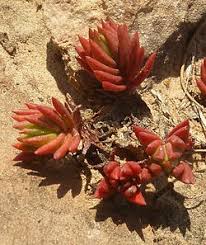 Image result for Crassula alsinoides