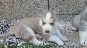 Maltipoo puppies for sale (dogs & puppies) maltipoo puppies for sale whatsapp….+1 (530)7468438 we have male and female maltipoo puppies for sale for adoption with all paperwork done and have good health condition. Siberian Husky Puppies For Adoption Dogs Puppies For Sale In Victoria Australiada Com Mobile 46192