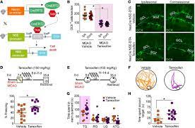 (f) the expression levels of indicated molecules on cd4+foxp3+ cells in the indicated organs. Jci Abolition Of Aberrant Neurogenesis Ameliorates Cognitive Impairment After Stroke In Mice