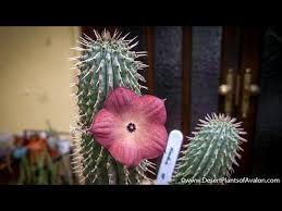 Image result for Hoodia