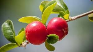 Ekim ayından başlayarak nisan ortasına kadar; Meyve Agaci Ne Zaman Ekilir Hangi Aylarda Youtube