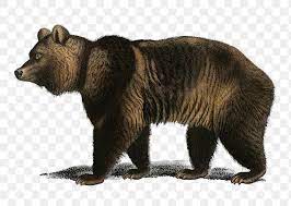 Vintage Brown Bear Png Wild Animal Remix From Artworks By Charles Dessalines D Orbigny Free Image By Rawpixel Com Karn Animals Wild Brown Bear Animals