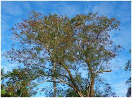 Image result for Erythroxylum platycladum