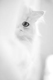 Black And White Kitty Wallpaper Chat Malicieux White Aesthetic White Cats Black And White Aesthetic
