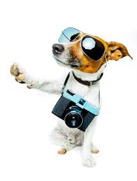 Dog With Shades And A Photo Camera Dog Taking A Picture With Shades On And High Sponsored Photo Shades Dog High Pet Day Pet Camping Jack Russell